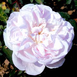 rosa stanwell perpetual